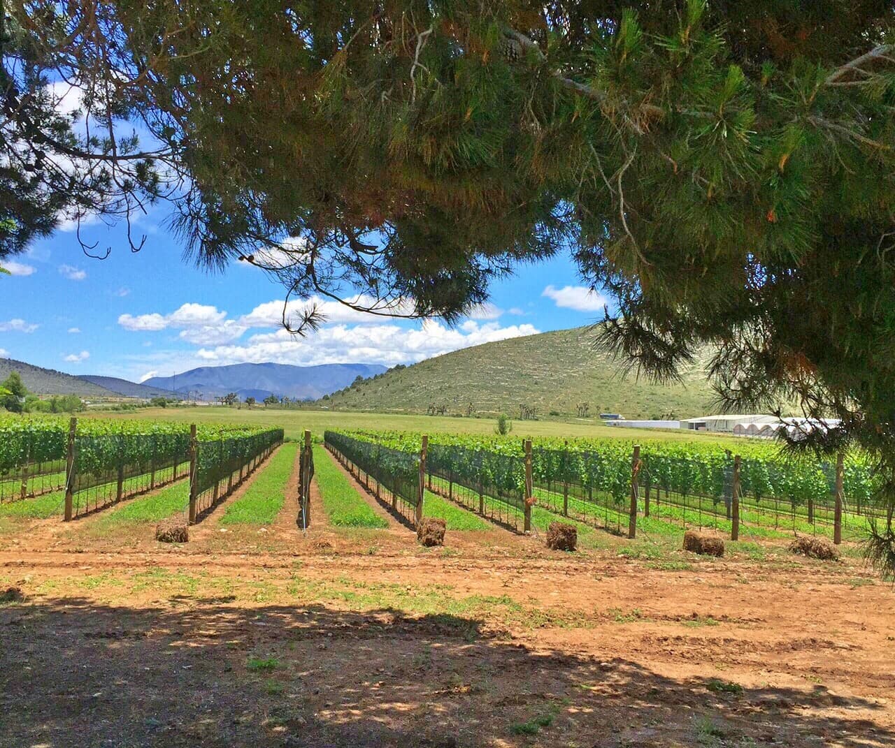Bodegas del Viento