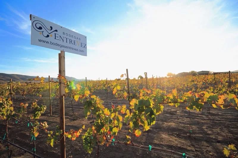 Bodegas Entrevez