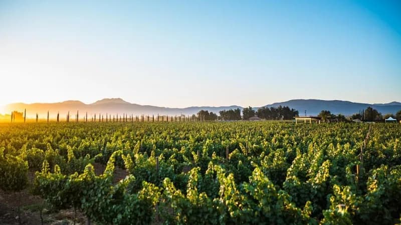 El Cielo Bodega Vinícola
