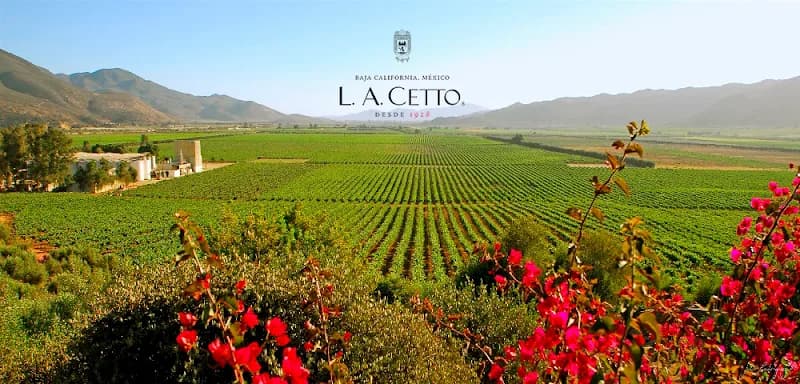 L.A. CETTO - Boutique Valle de Gpe.