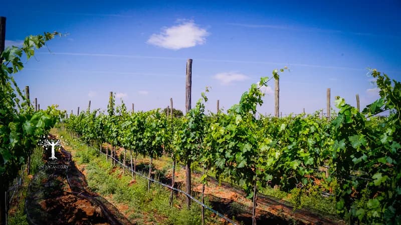 Viñedo Los Arcángeles