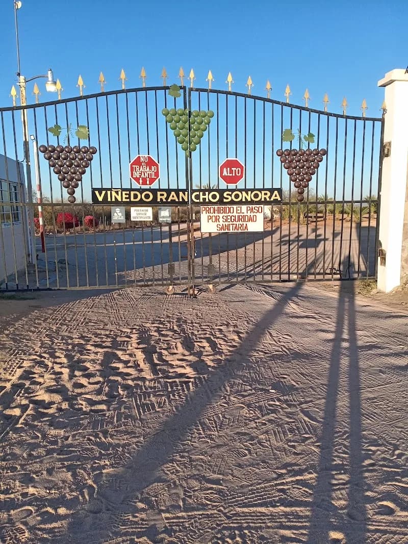 Viñedo Rancho Sonora