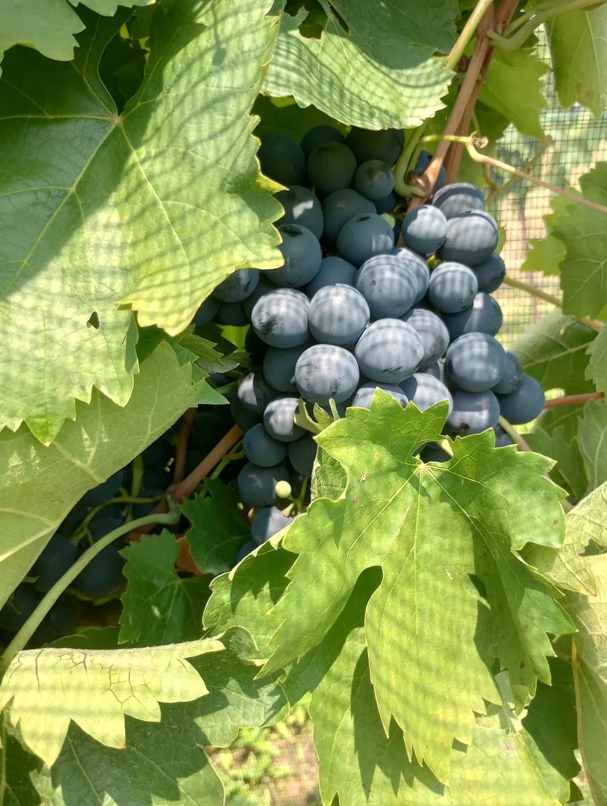 Viñedo ROSFER