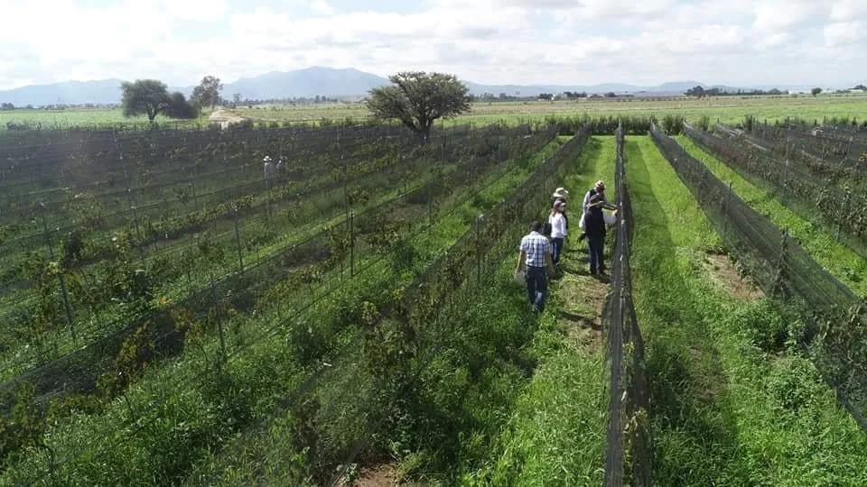 Viñedo San Martin