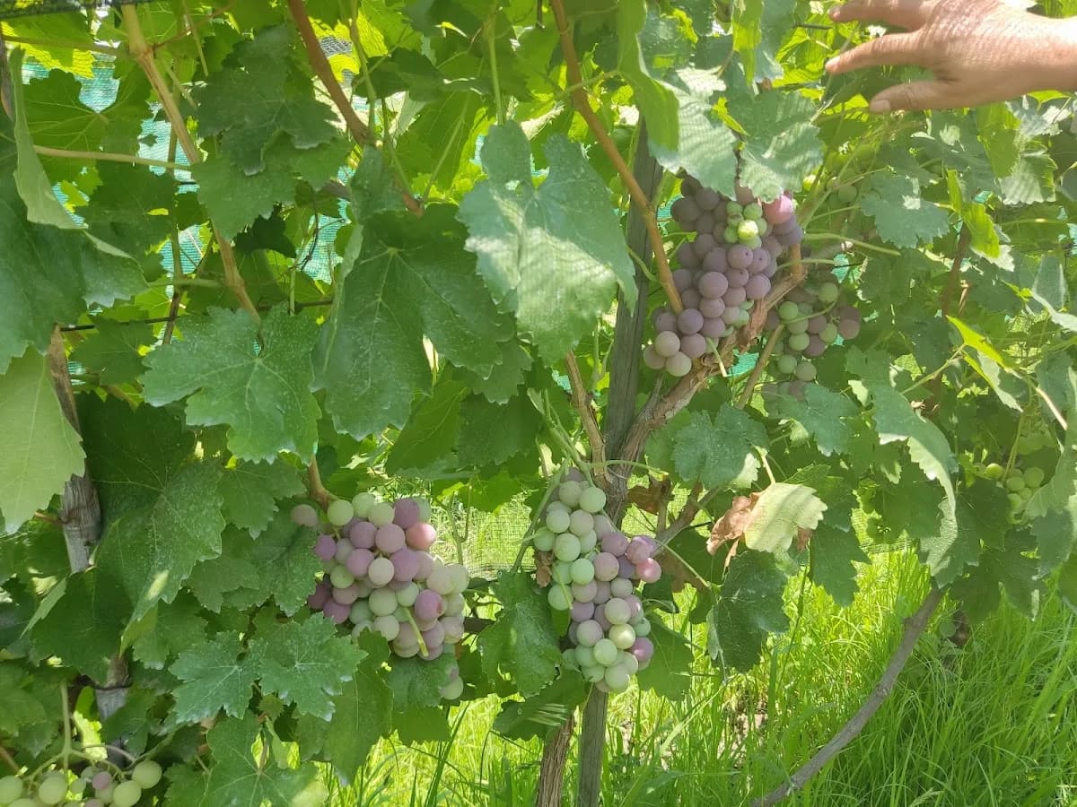 Viñedos Don Barrón