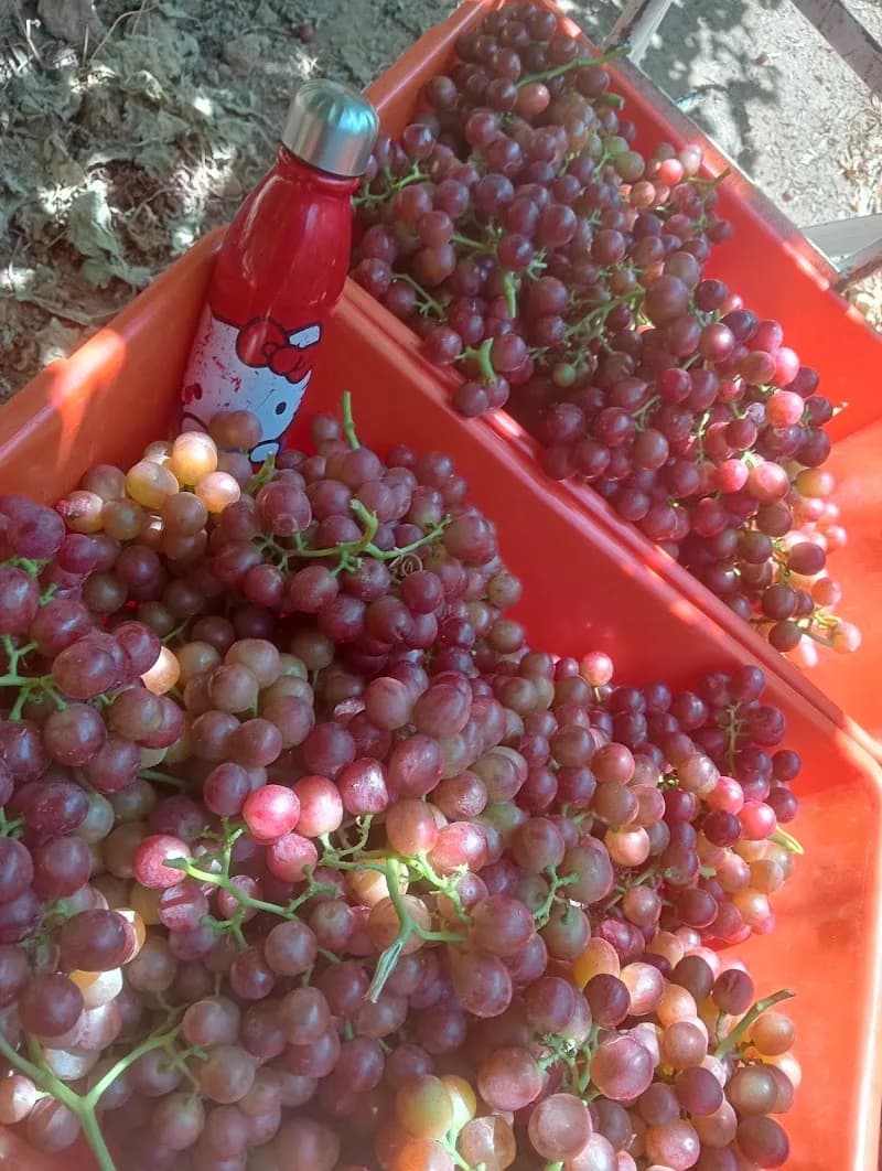 Viñedos Viva