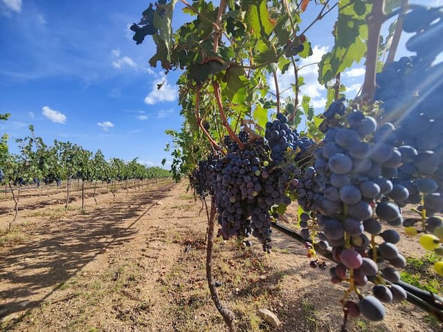 Trazan Expo Ruta Arte, Queso y Vino de Querétaro