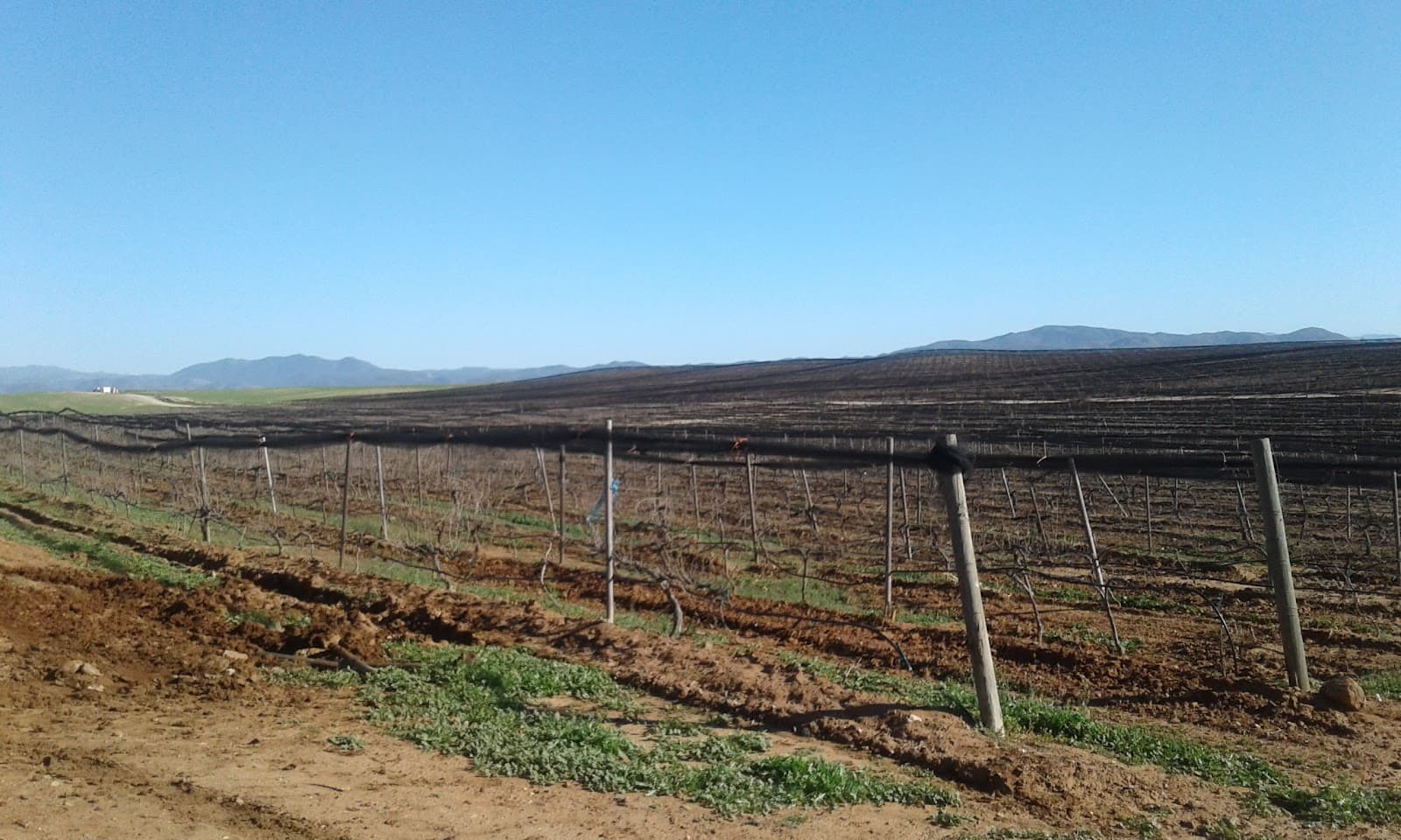 Bodegas San Rafael / Vinicola Ojos Negros