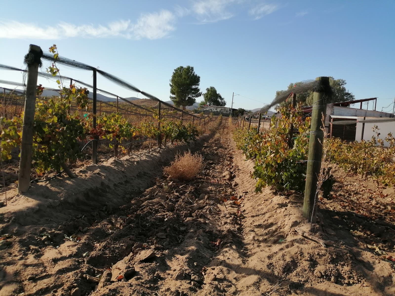Bodegas San Rafael / Vinicola Ojos Negros photo 2