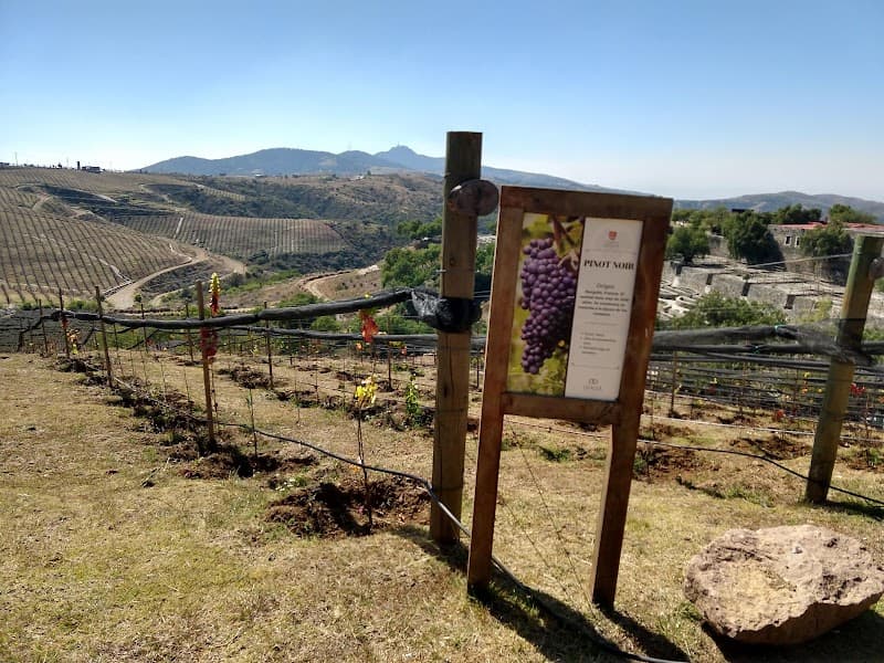 Camino De Vinos photo 1