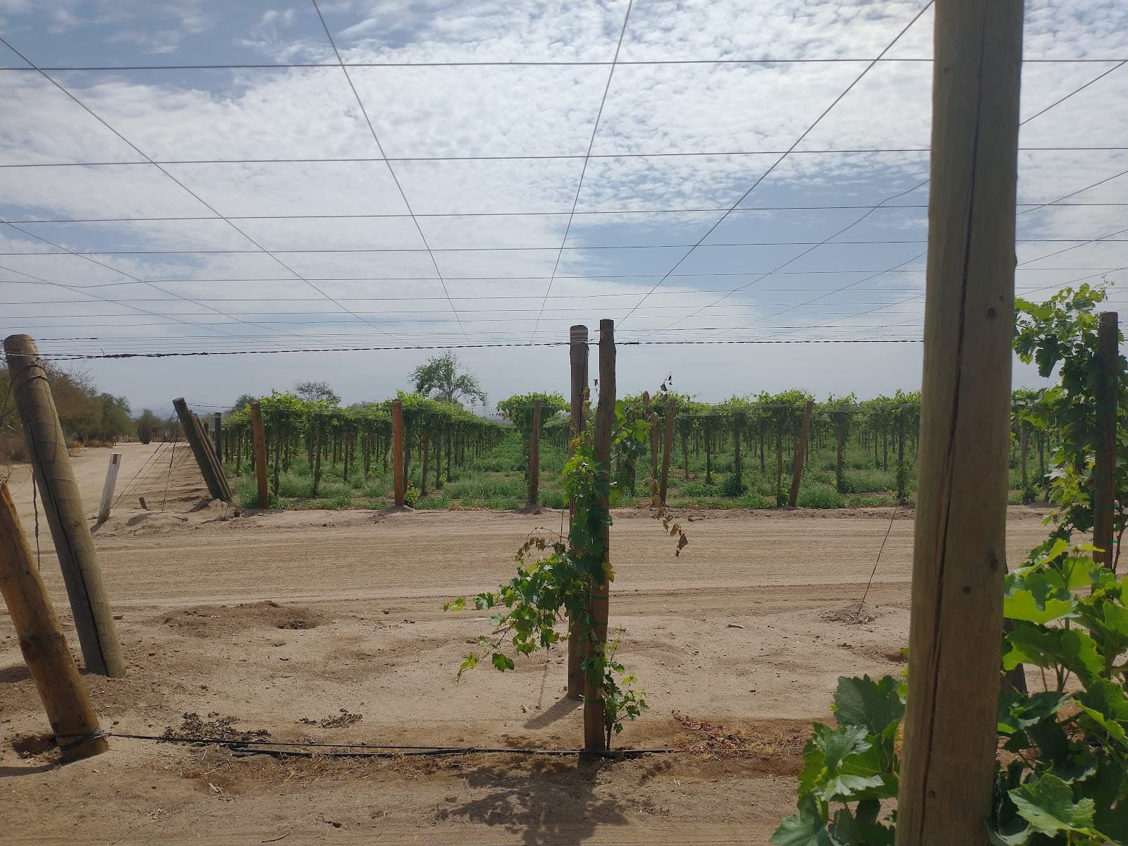 Campo divisadero de leon