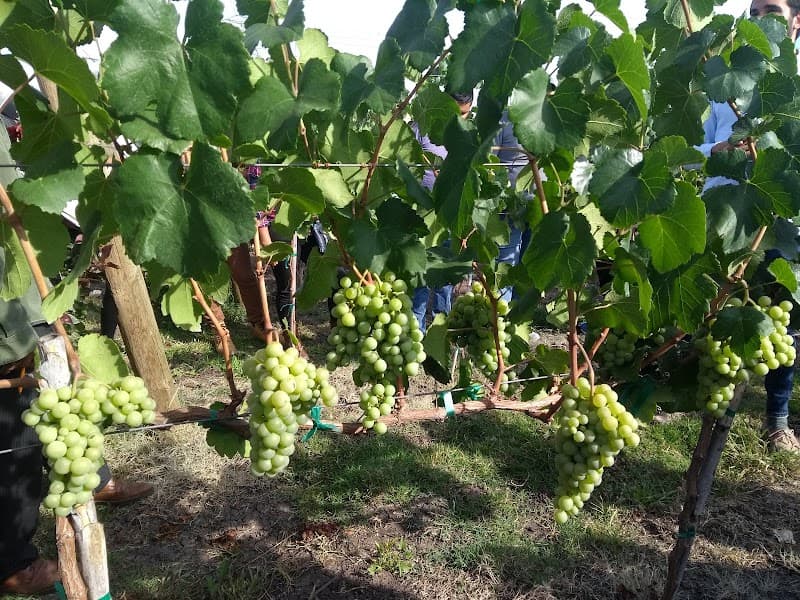 Cava 57 photo 2