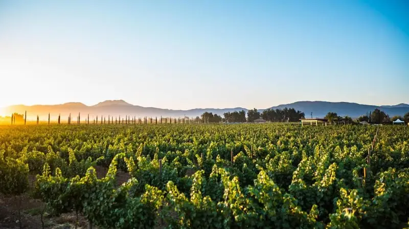 Mexican wine country
