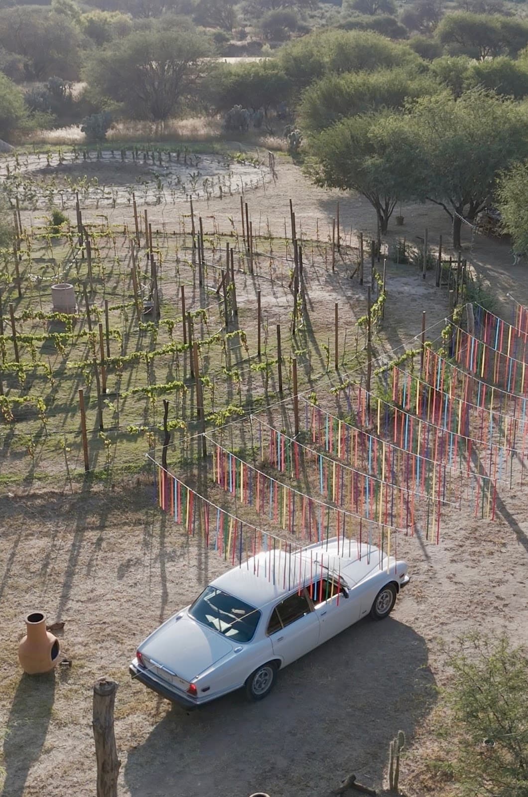 Ineffable Vineyard photo 6
