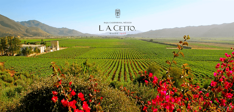 L.A. CETTO - Boutique Valle de Gpe. photo 1