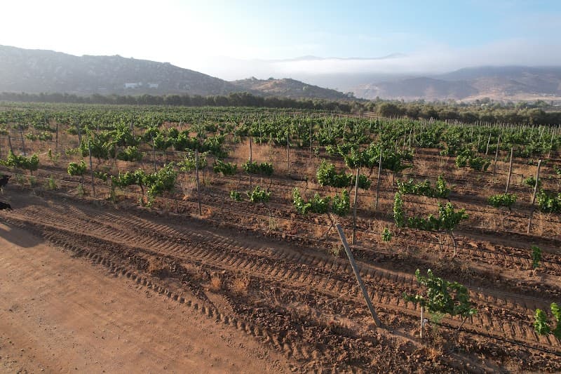 Malagón Winery photo 2