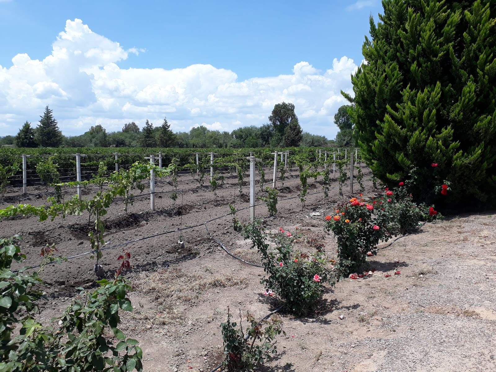 Rancho Aurora photo 1