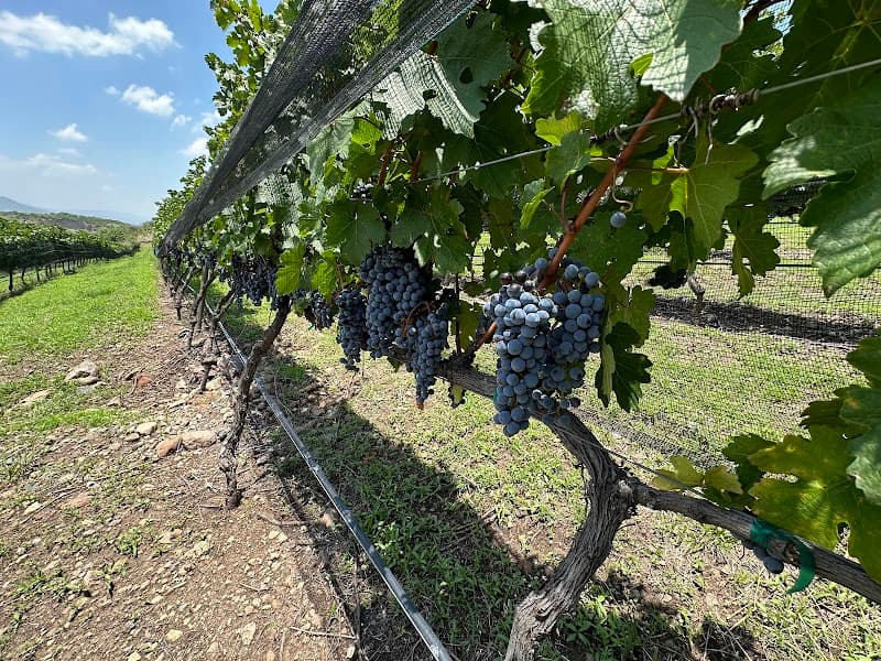 San Miguel Vineyard photo 3