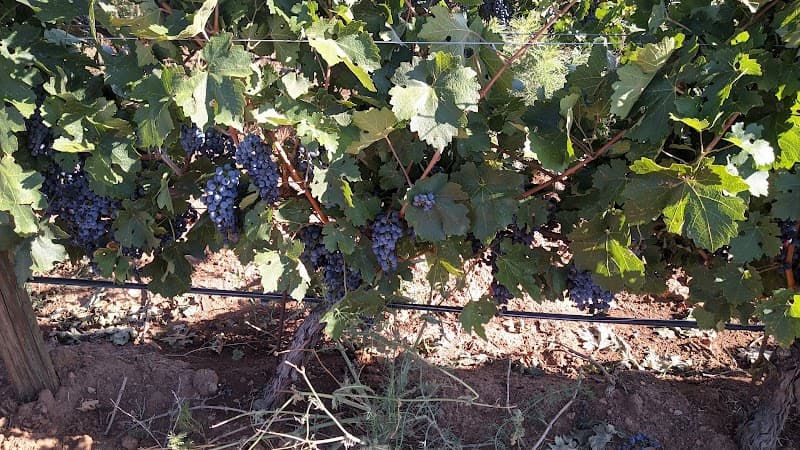 Uvas de Altura photo 2
