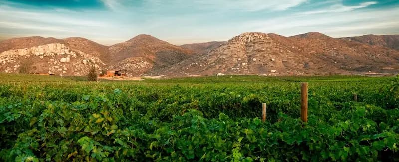 Mexican wine country
