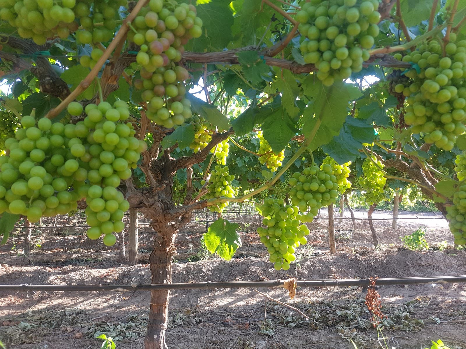 Viñas de la Costa 1