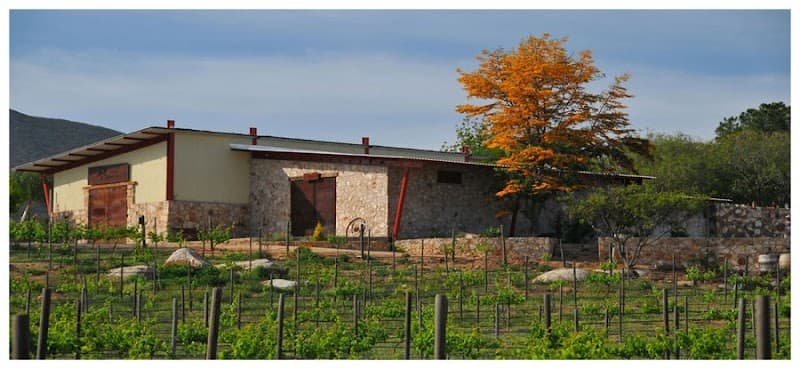 Viñas Pijoan photo 1