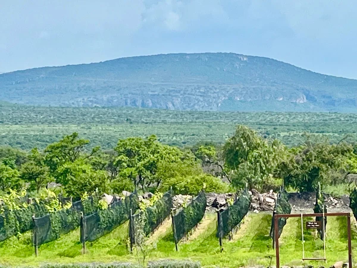 Viñedo CR Vinos MX