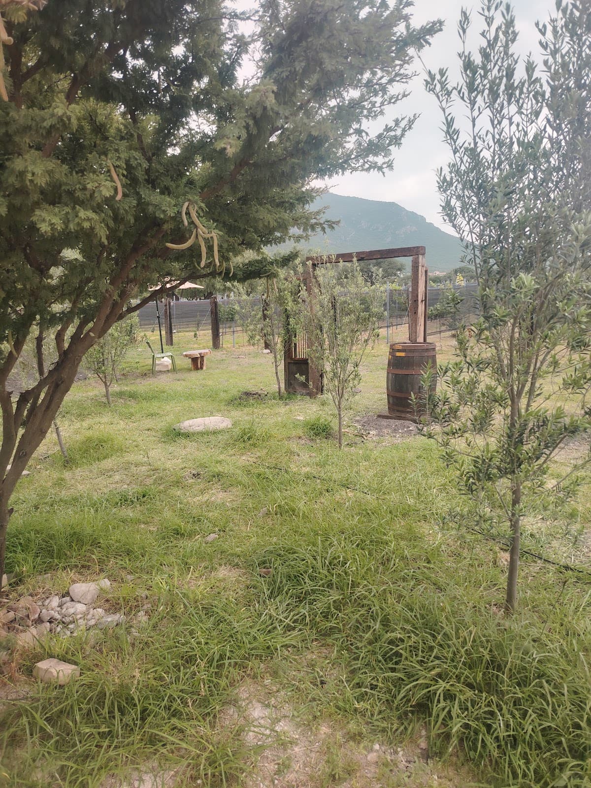 Viñedo de Piedra photo 9