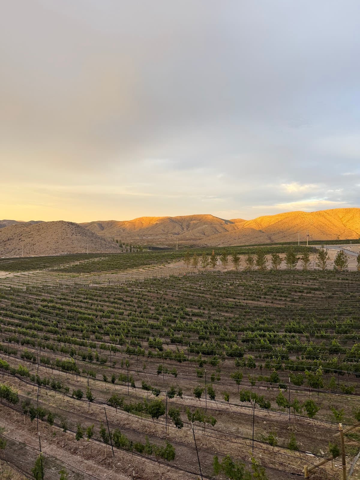 Viñedo Don Perfecto photo 5