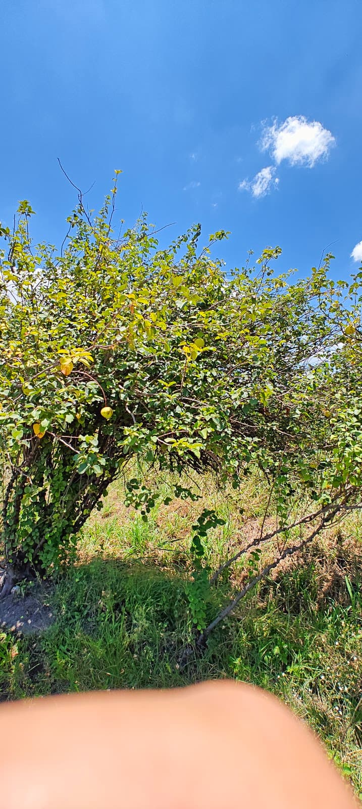 Viñedo ROSFER photo 3