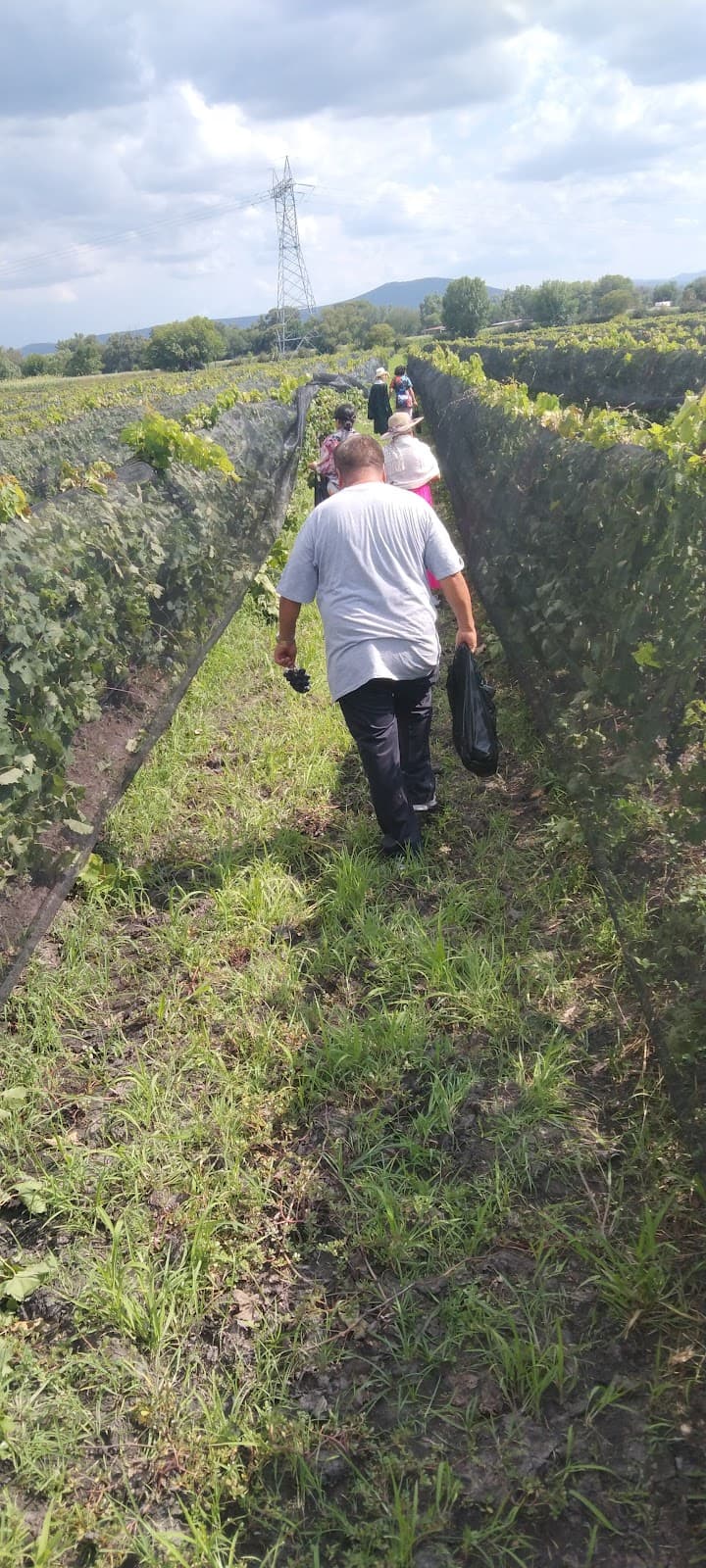 Viñedo ROSFER photo 5