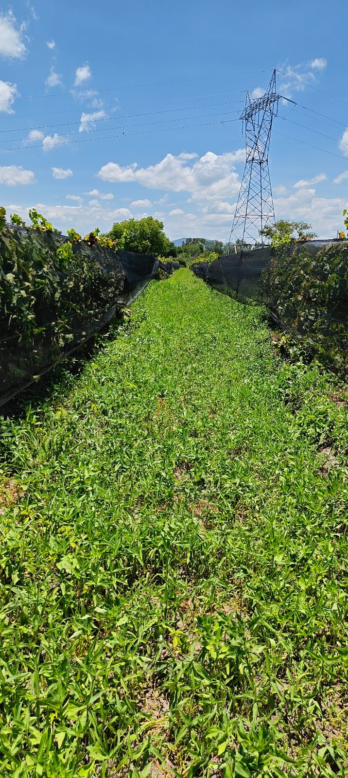 Viñedo ROSFER photo 8