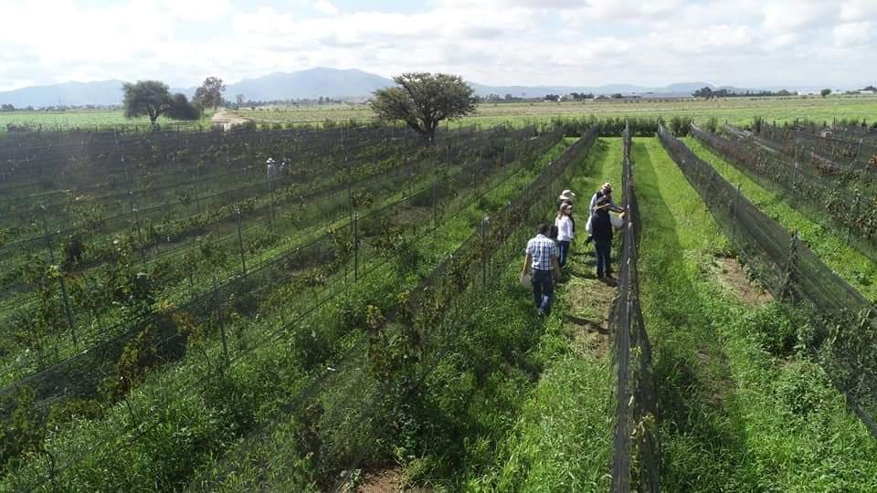 Viñedo San Martin photo 1