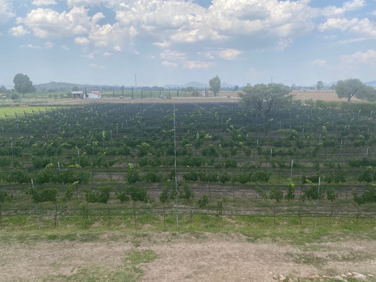 Viñedo San Martin photo 8