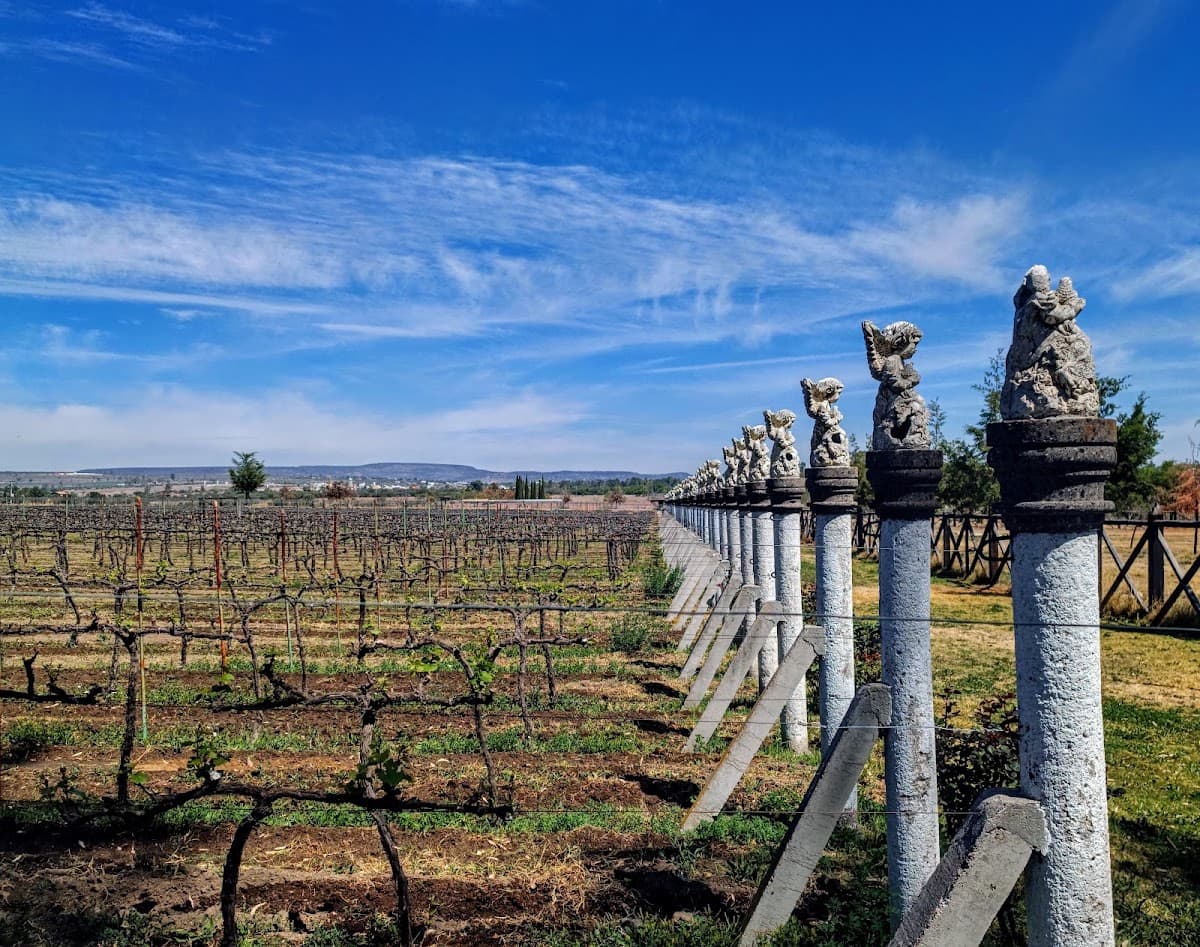 Viñedo Toyan photo 2