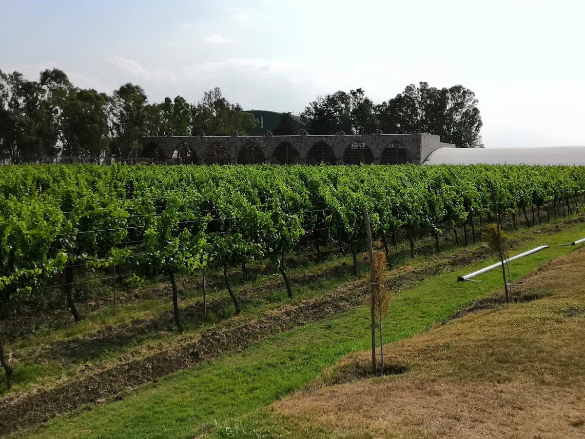 Viñedo Toyan photo 3