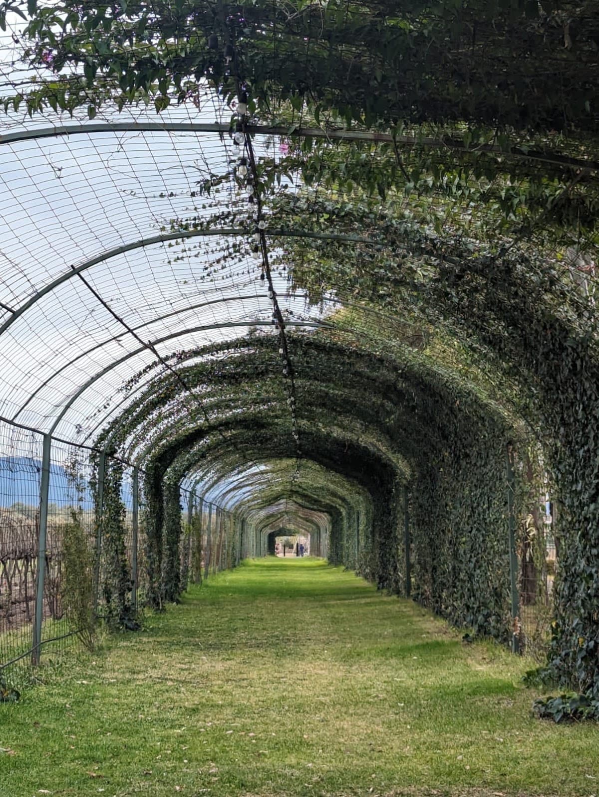Viñedo Toyan photo 6