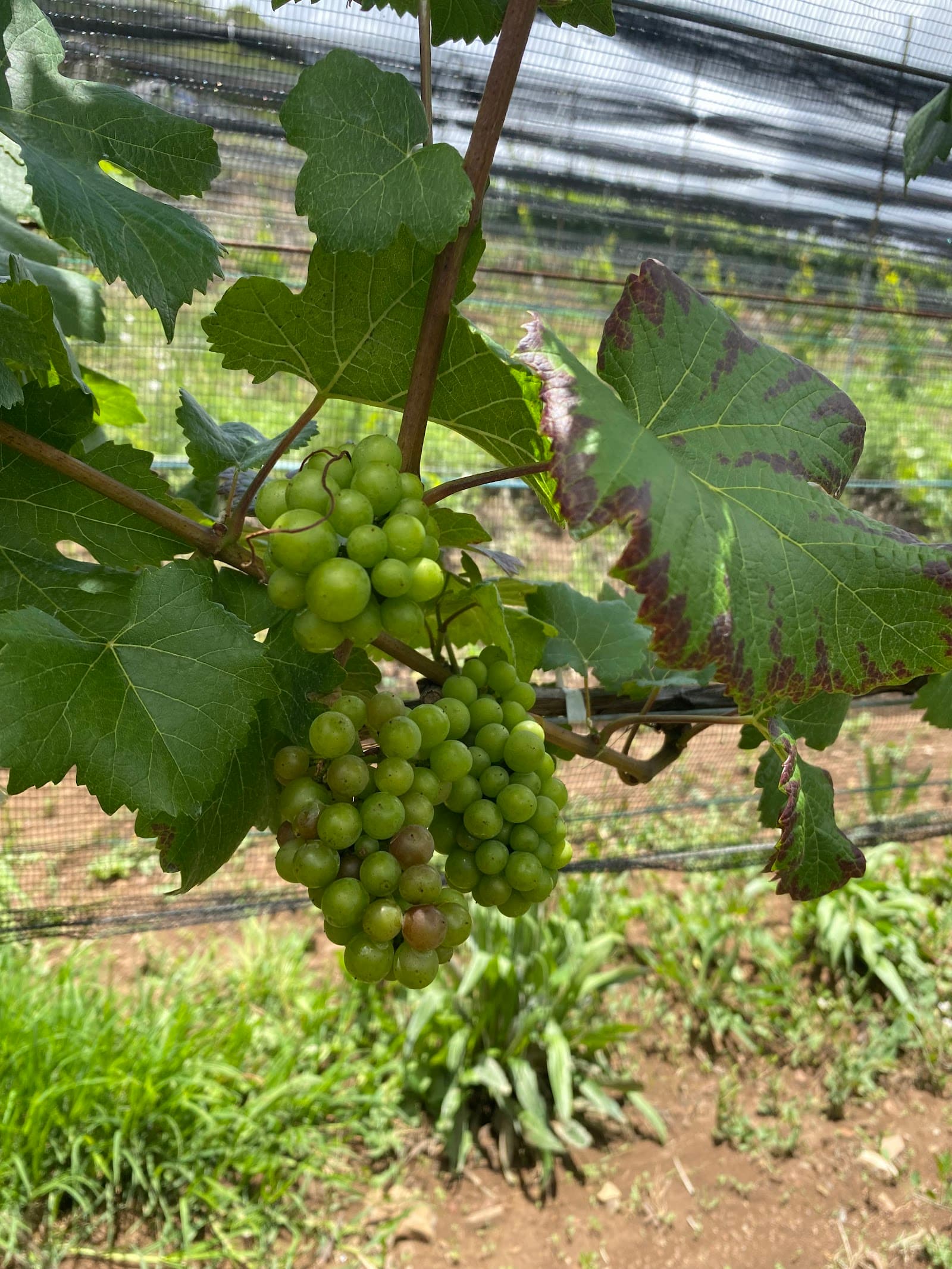 Viñedos Blanc, Alto de San Juan
