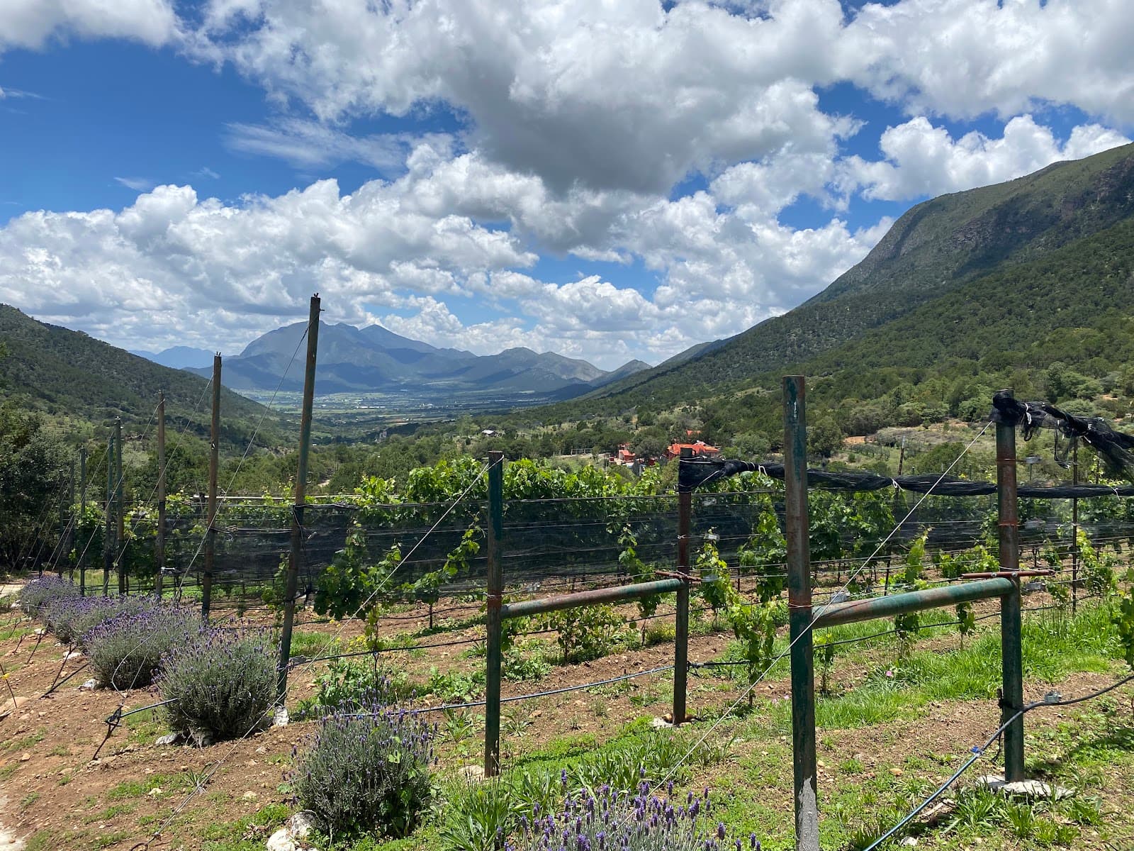 Viñedos Blanc, Alto de San Juan photo 2
