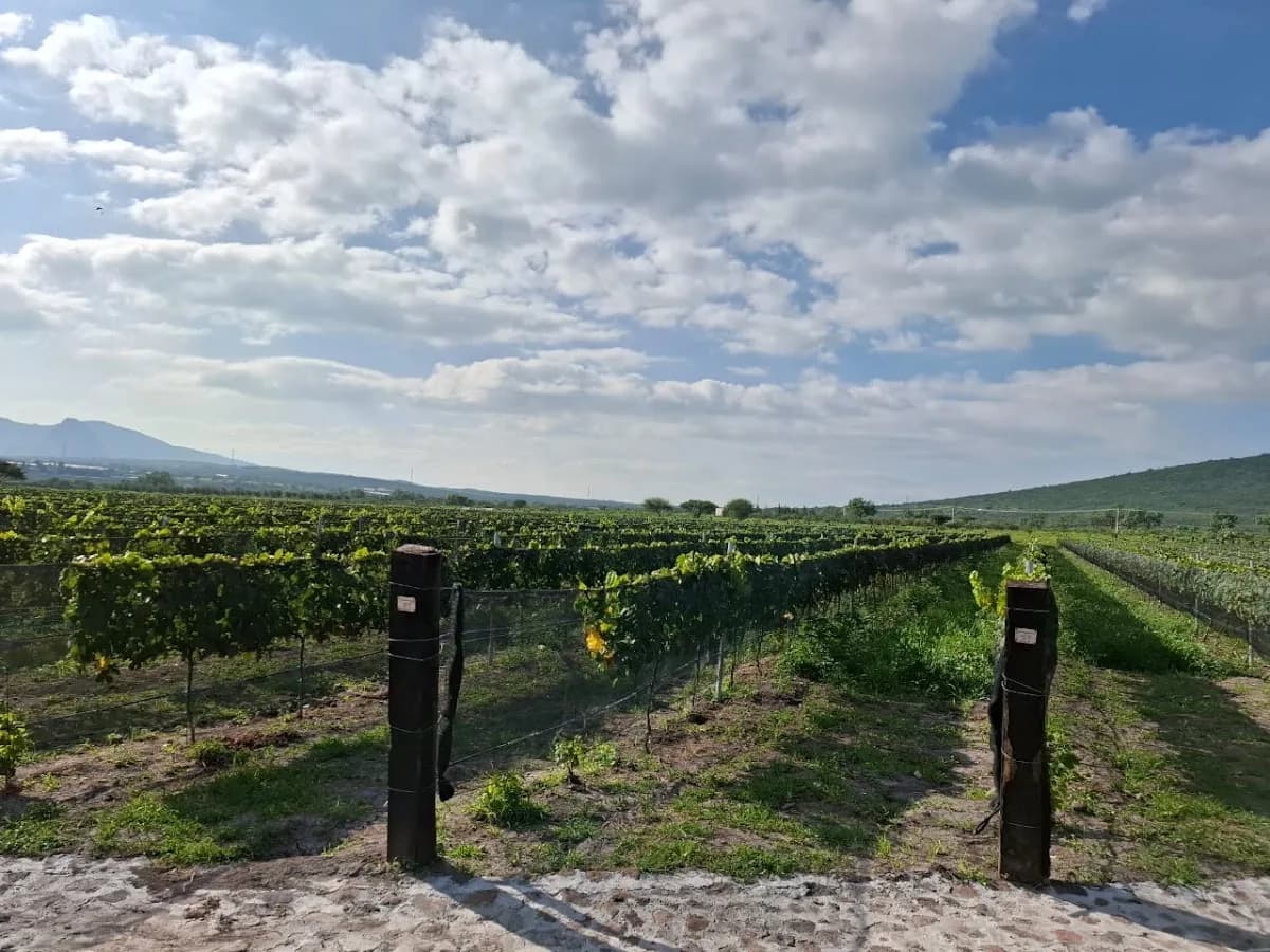 Viñedos del Jagüey