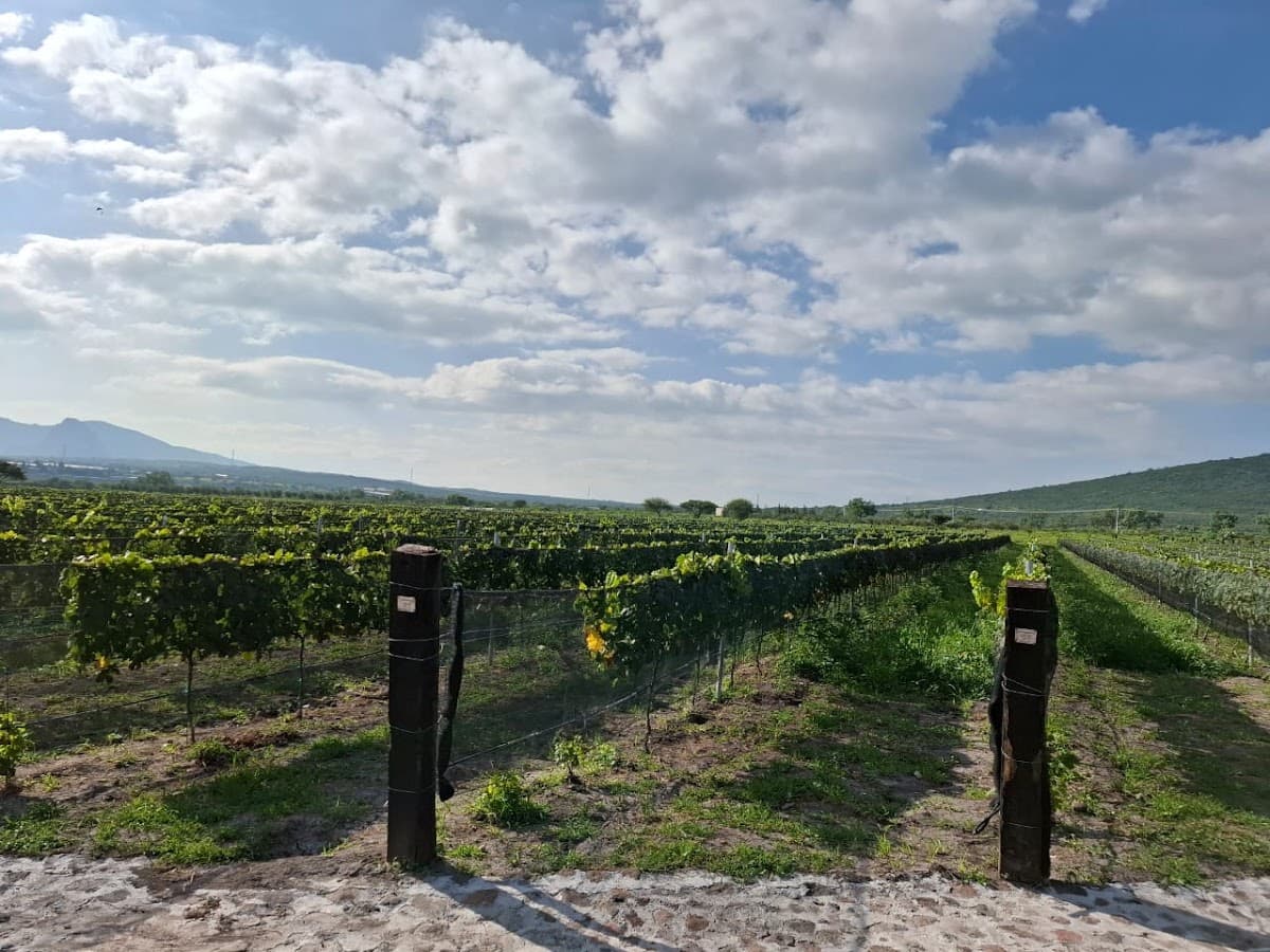 Viñedos del Jagüey photo 5