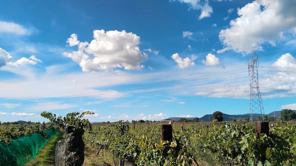 Viñedos Don Barrón