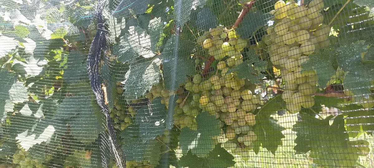 Viñedos Don Barrón photo 2