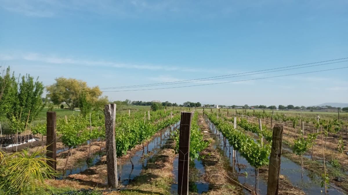 Viñedos Don Barrón photo 4