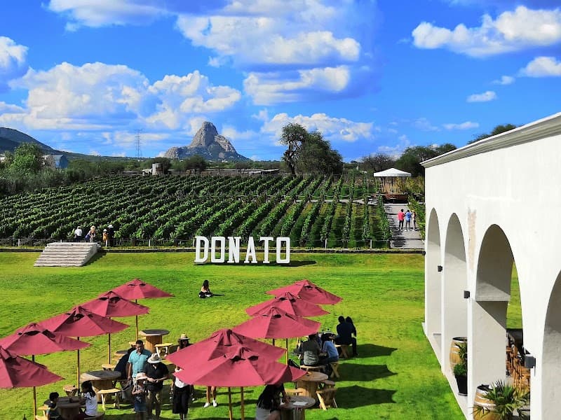 Viñedos Donato photo 4