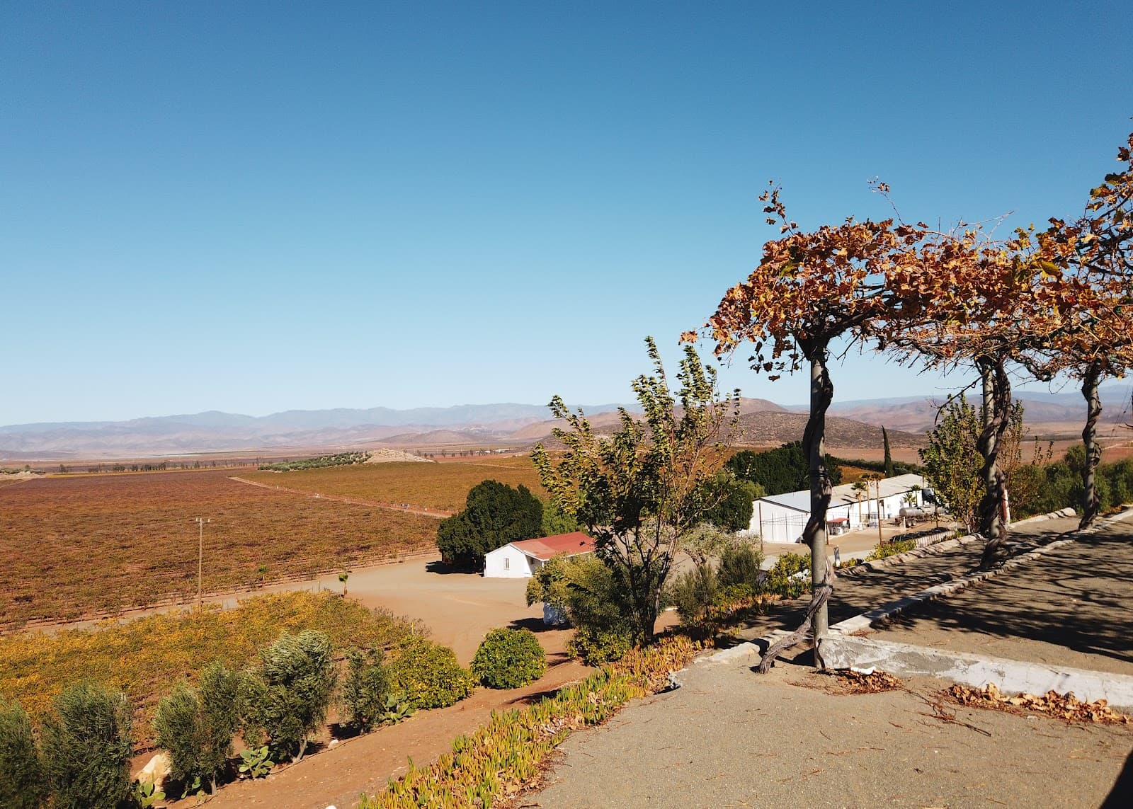 Viñedos Llano Colorado photo 1