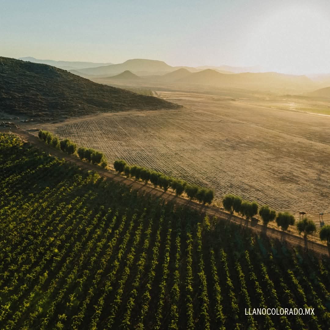 Viñedos Llano Colorado