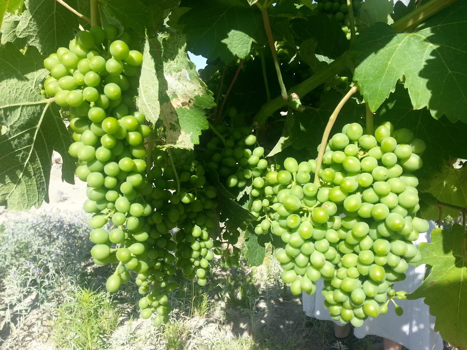 Viñedos y bodega Hacienda del Rosario photo 1