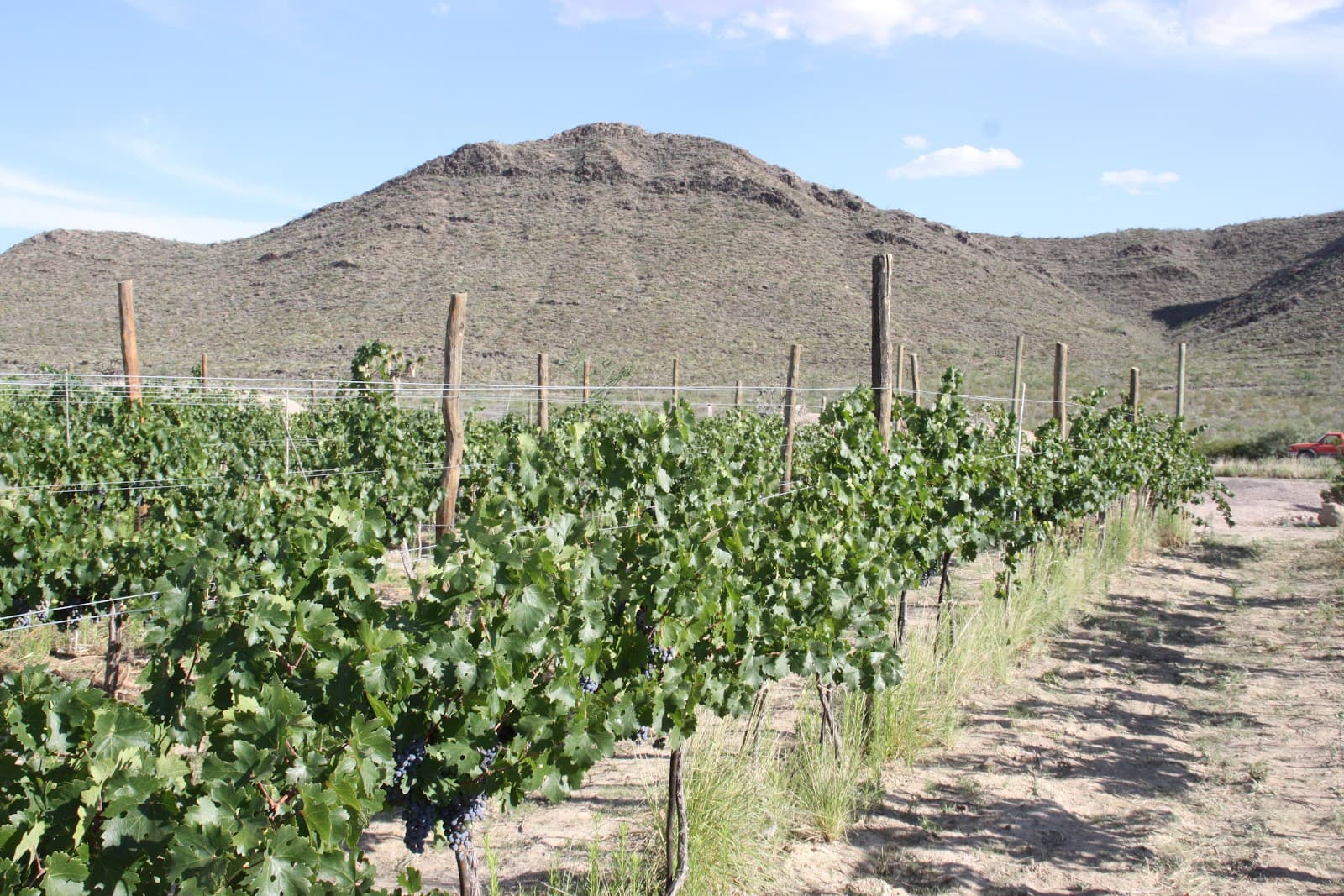 Viñedos y bodega Hacienda del Rosario