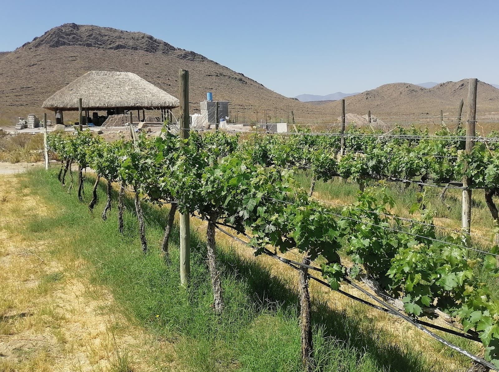 Viñedos y bodega Hacienda del Rosario photo 2